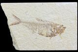 Diplomystus Fossil Fish - Wyoming #74100-1